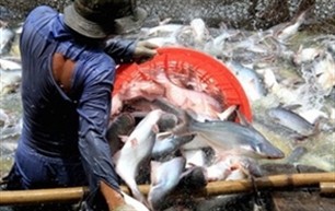 US Senators oppose tra and basa fish supervision by USDA - ảnh 1